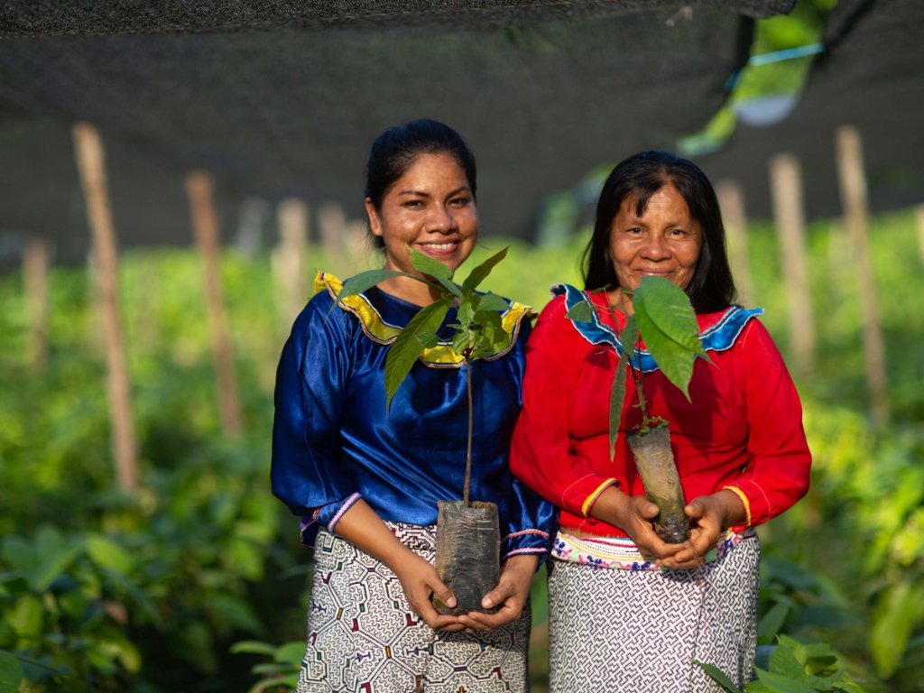 Forest Regeneration | Peru